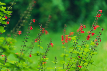 red salvia flowers in the garden
