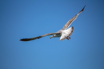 seagull in flight