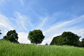 真夏の比良の丘