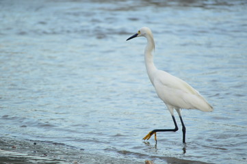 Garza 2