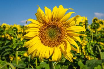 Sunflower field and bright blue sky. Sunflower field with sunflower flower closeup.
