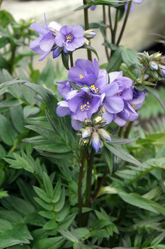 Vertical image of 'Bressingham Purple' Jacob's ladder (Polemonium 'Bressingham Purple') in flower