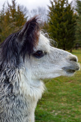Vertical image of the profile of a black, gray-and-white alpaca, with green grass and trees in the background