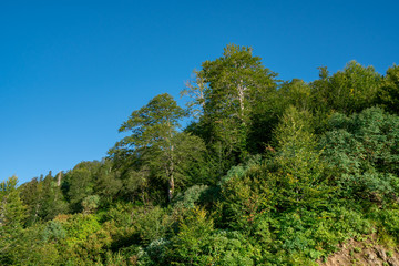 Beautiful nature of Georgia. The way to Gomismta.