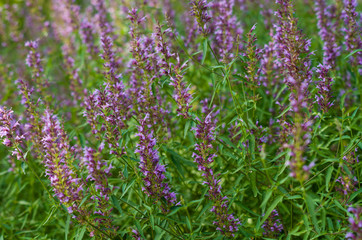 Obraz premium Background with many violet flowers in the meadow