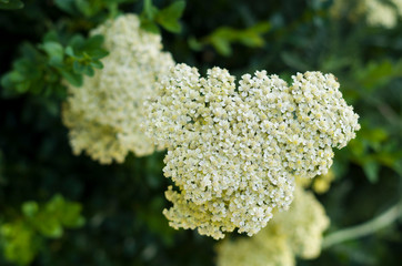 Close-up photo of white yarrow (Achillea) flowers