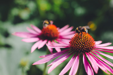 Two bumblebees pollinate Echinacea purpurea flowers in the garden. Selective focus