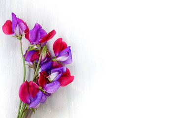 Horizontal image of purple-and-magenta, heirloom 'Cupani' sweet pea (Lathyrus odoratus) flowers against a white wood background, with room for copy