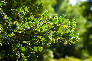 holly leaves on a sunny summer day