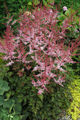 Vertical image of a clump of 'Delft Lace' astilbe (Astilbe 'Delft Lace') in flower in a garden setting