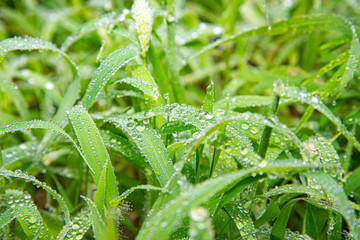 水玉と植物