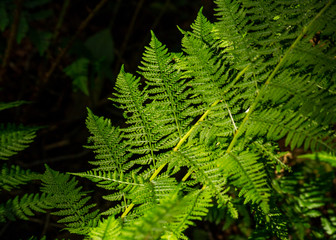 Fototapeta na wymiar Silver fern leaves in the contrast light