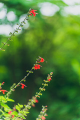 red salvia flowers in the garden
