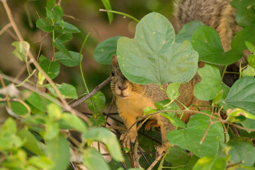 Squirrel
