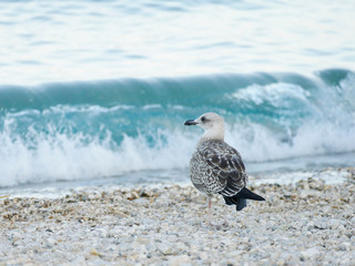 Cute little seagull by the sea watching  waves