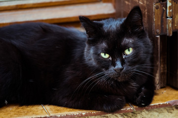 Portrait d'un chat noir couché sur le bord d'une fenêtre