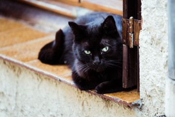 Portrait d'un chat noir couché sur le bord d'une fenêtre