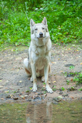 Russian wolfdog walking and playing in nature in the forest