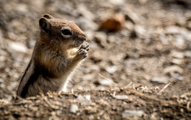 Chipmunk