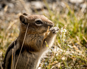 The Chipmunk 