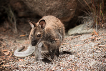 Close-up of a beautiful little Wallabie standing on a floor of small rocks and dry leaves, with rocks in the background.