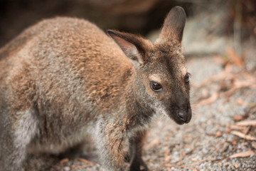 Close-up of a beautiful little Wallabie standing on a floor of small rocks and dry leaves, with rocks in the background.
