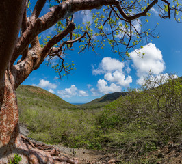 Walking in the Mundi of Curacao