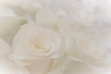 Close up of a beautiful white roses.