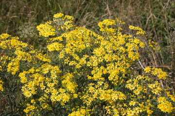 Jakobs-Kreuzkraut oder Jakobs-Greiskraut (Senecio jacobaea)