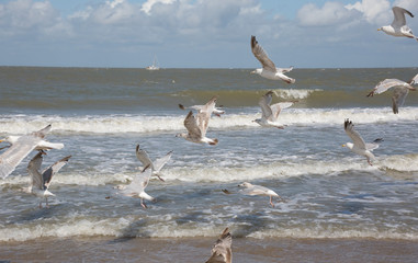 Silberm&ouml;wen (Larus argentatus) in der Brandungszone