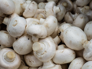 Mushroom champignon on market. mushrooms at the farmers market.