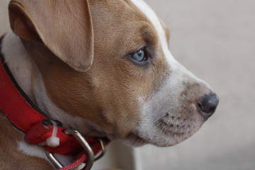 American Staffordshire Terrier