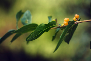 Small yellow berries on a branch with green leaves on a blurred background