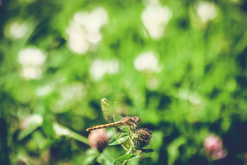 beautiful dragonfly sitting on a burdock on a green blurry background with sun flare.