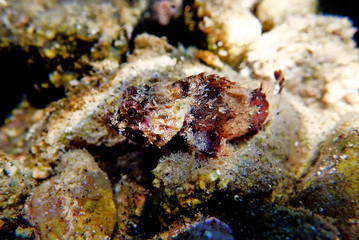 Lesser Red Scorpionfish - (Scorpaena Notata)