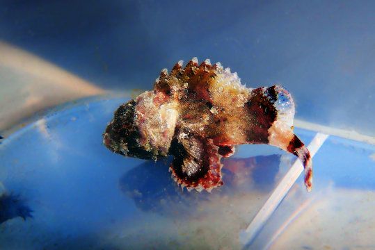 Lesser Red Scorpionfish - (Scorpaena Notata)