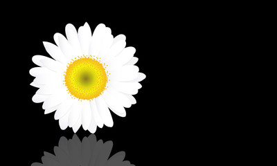 Illustration of a daisy on dark background and its reflection
