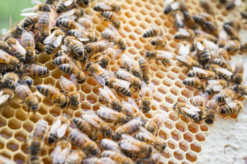 teamwork concept, Bee frame with worker combs