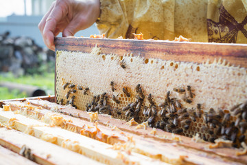beekeeper in gloves and a beekeeper's costume checks beehives with bees
