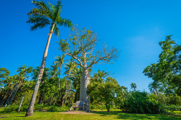 trees and blue sky