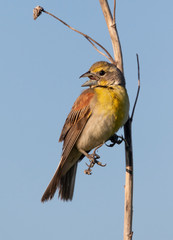 Dickissel (Spiza americana) perching on grass in prairie, Iowa, USA.