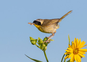 Common yellowthroat (Geothlypis trichas) male, hunting insects in blooming prairie, Iowa, USA.