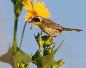 Common yellowthroat (Geothlypis trichas) male, hunting insects in blooming prairie, Iowa, USA.
