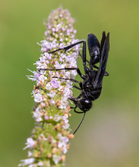 Great black wasp (Sphex pensylvanicus) eating nectar and pollinating mint flowers, Iowa, USA.