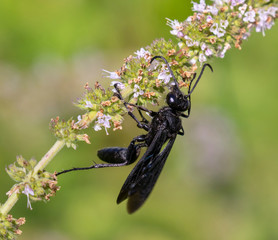 Great black wasp (Sphex pensylvanicus) eating nectar and pollinating mint flowers, Iowa, USA.