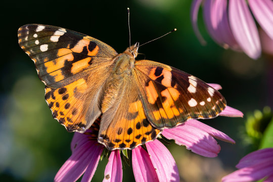 Painted lady butterfly (Vanessa cardui) on a flower, Iowa, USA