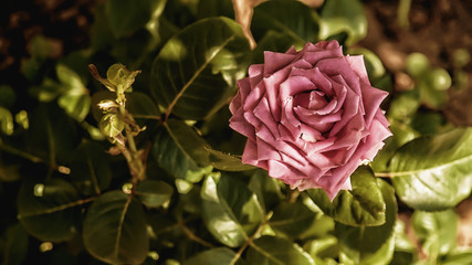 pink rose top view. Perfect styling for a postcard or greeting.