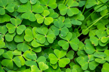 Three leaf clove forest plants