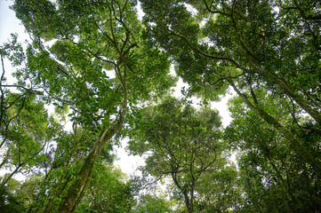 Leafs and tree branches