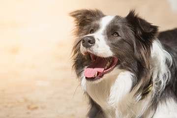 Portrait of a Border Collie